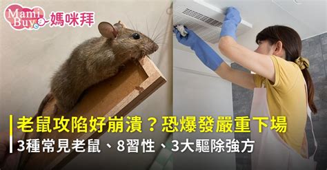 老鼠來家裡|家裡有老鼠不用怕!3步驟讓老鼠遠離你家